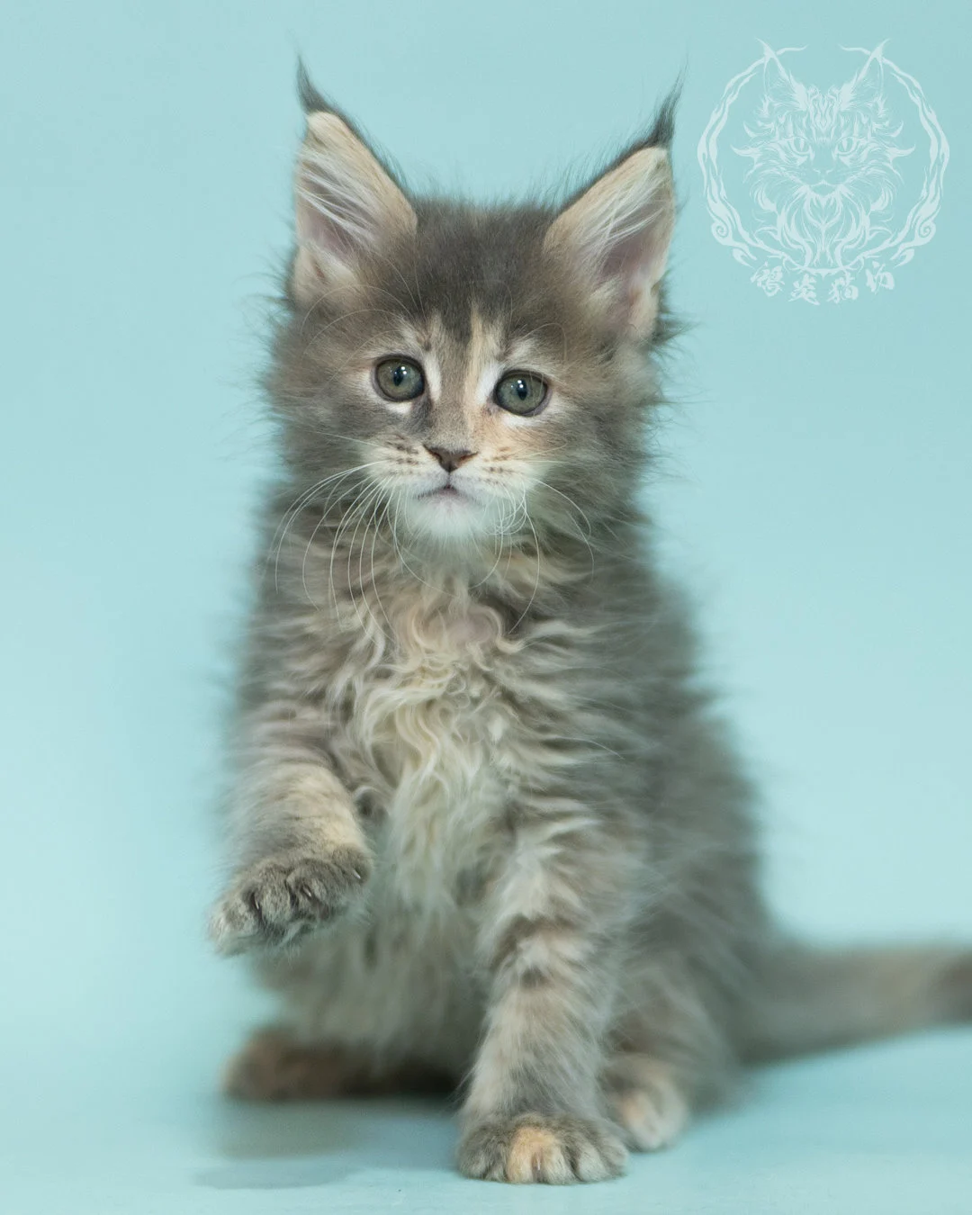 藍乳虎斑緬因貓 Blue Cream Tabby Maine Coon 2months Reachout 4