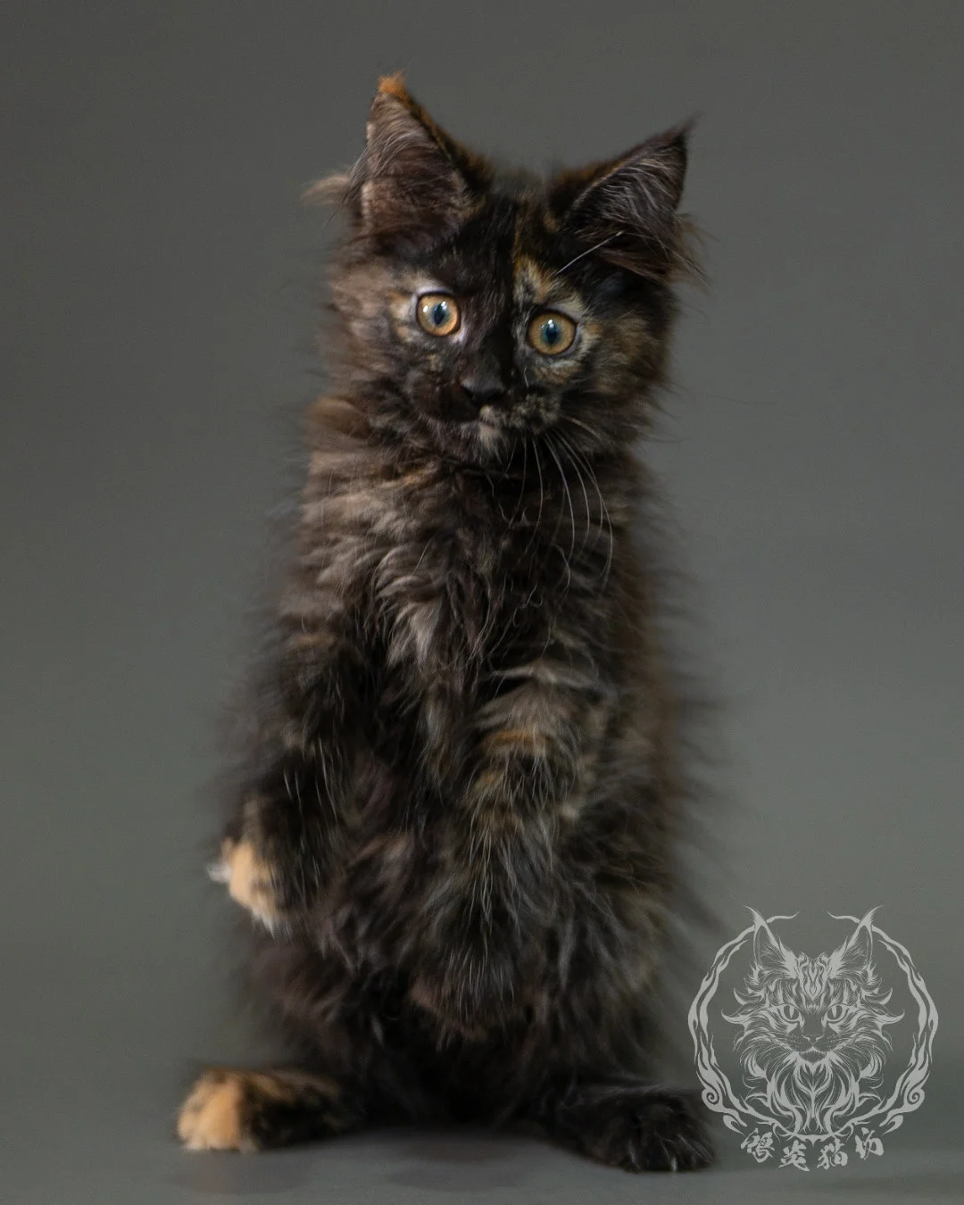黑玳帽緬因貓 Black Tortoiseshell Maine Coon 2months Closeup 10