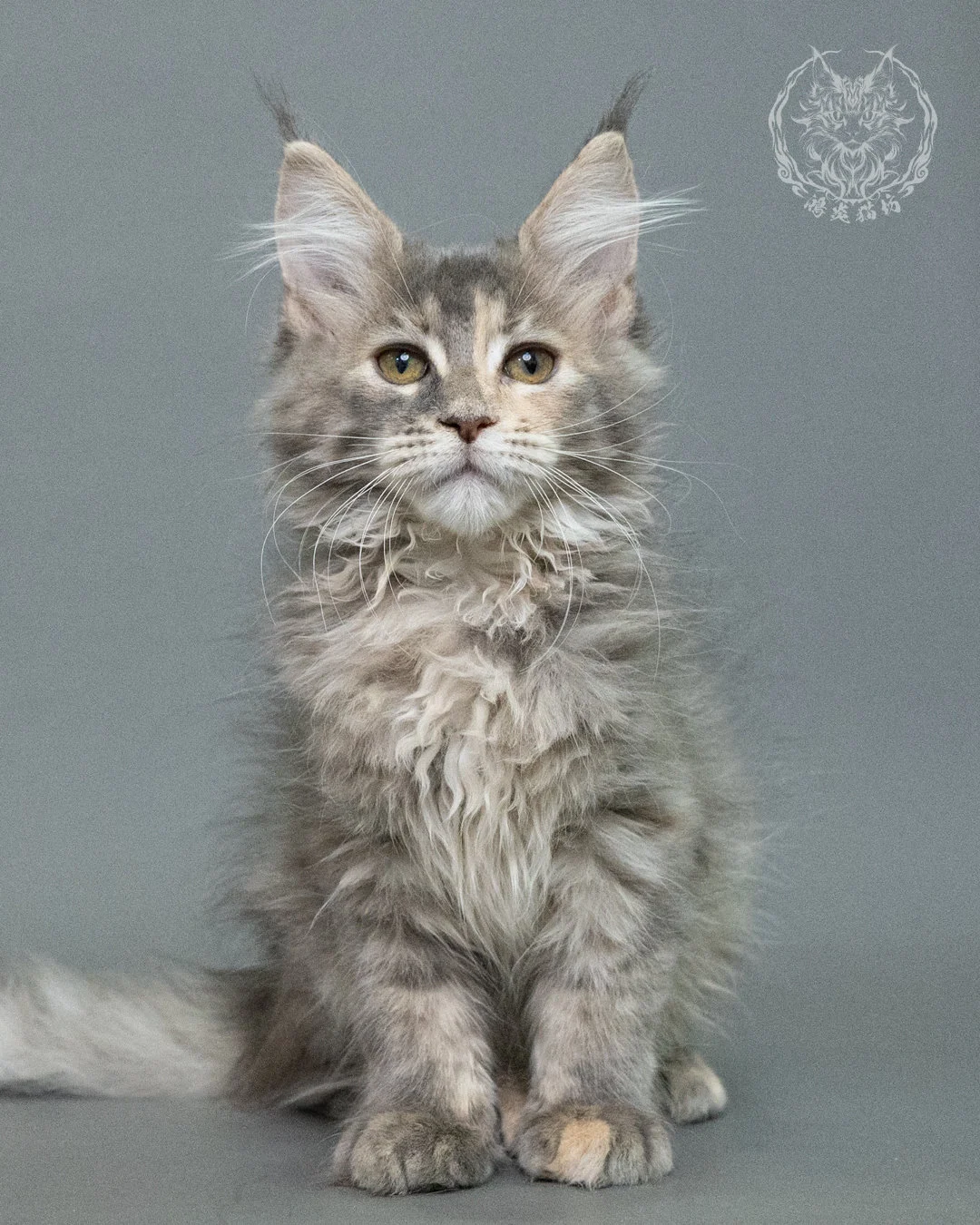 藍乳虎斑緬因貓 Blue Cream Tabby Maine Coon 3months Closeup 5