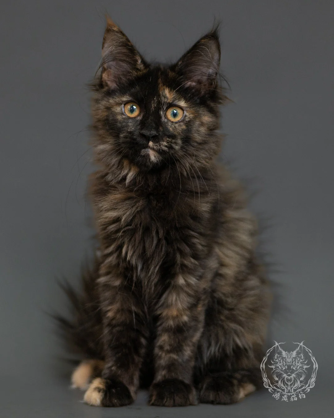 黑玳帽緬因貓 Tortoiseshell Maine Coon 3months Front 7