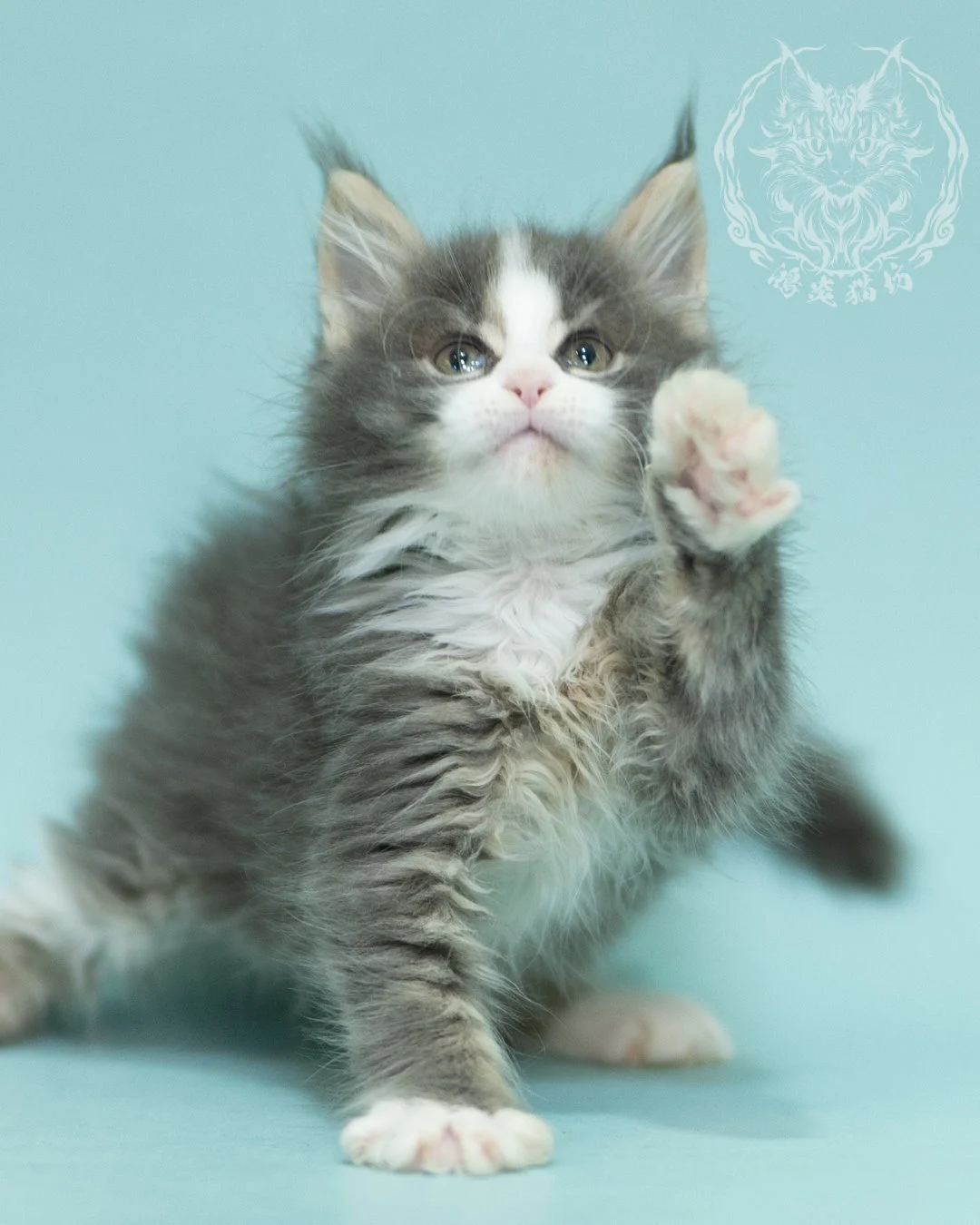 藍白賓士緬因貓 Blue Tabby Bicolor Maine Coon 2months Closeup 11