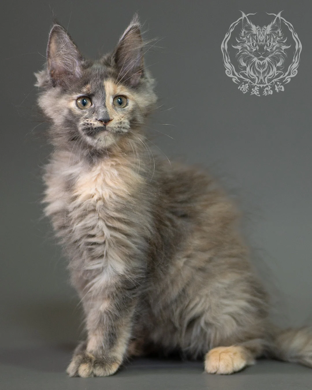 藍乳玳帽緬因貓 Blue Cream Calico Maine Coon 2months Closeup 13