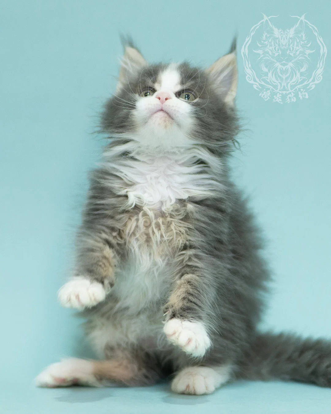 藍白賓士緬因貓 Blue Tabby Bicolor Maine Coon 2months Closeup 5