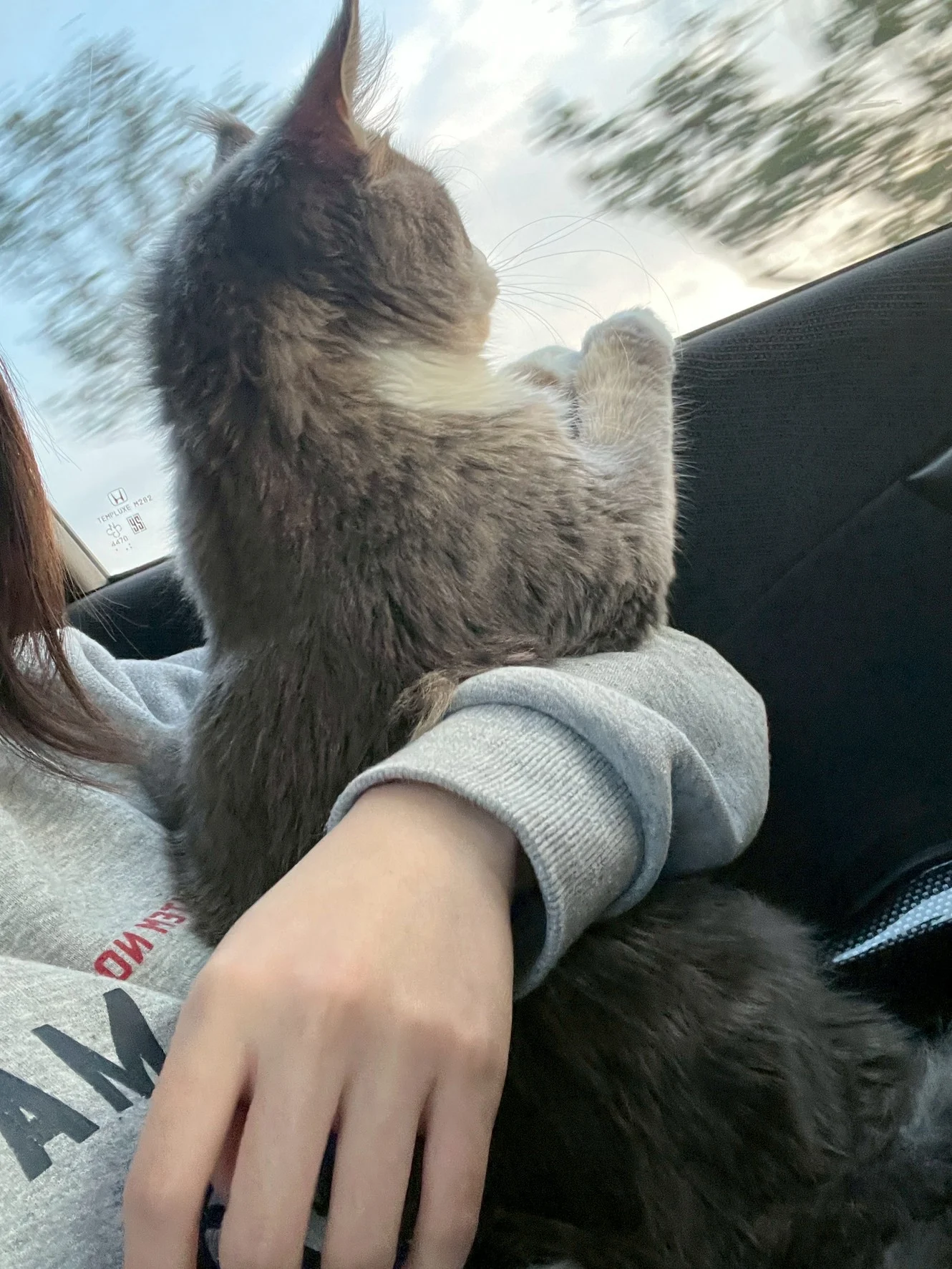 藍白賓士緬因貓