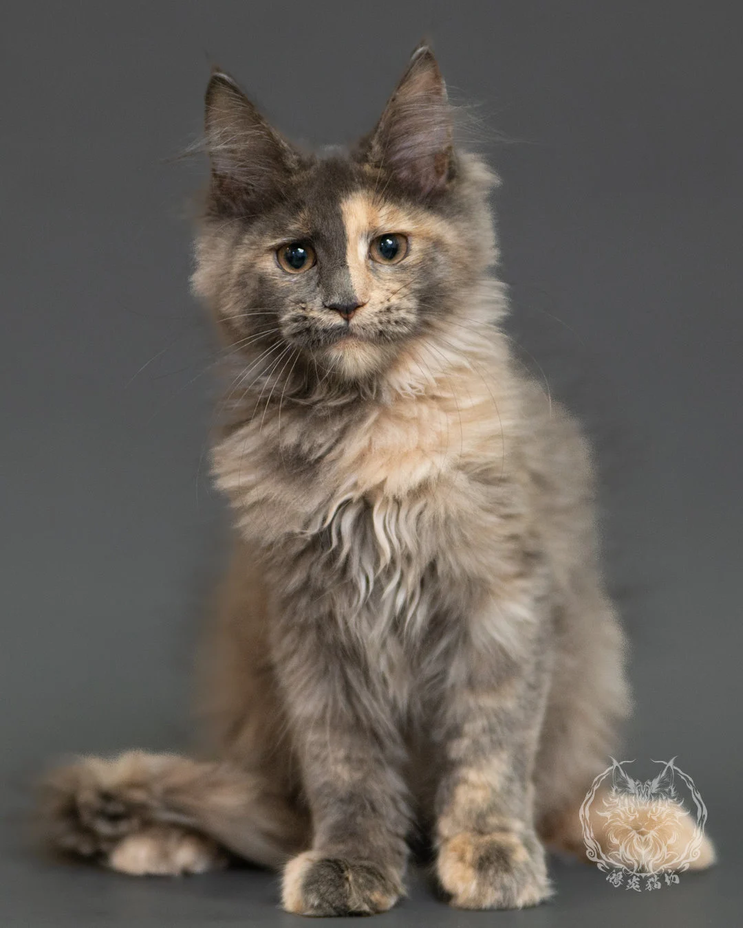 藍乳玳帽緬因貓 Blue Cream Tortie Maine Coon 3months Record 9