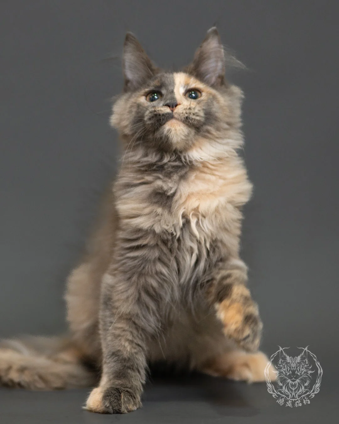 藍乳玳帽緬因貓 Blue Cream Tortie Maine Coon 3months Record 7
