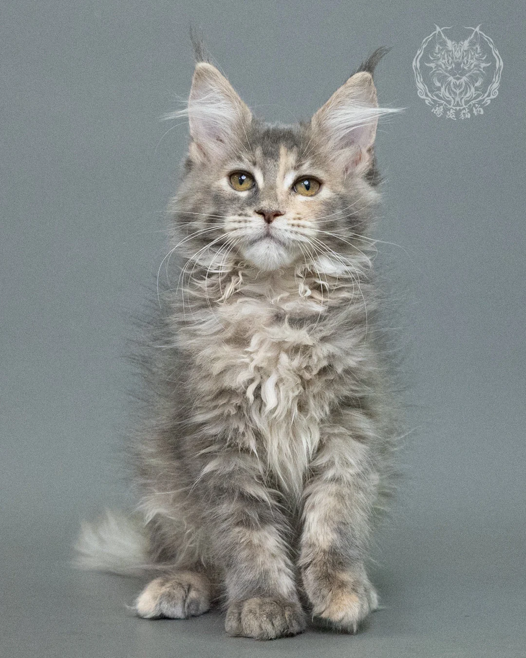 藍乳虎斑緬因貓 Blue Cream Tabby Maine Coon 3months Closeup 3