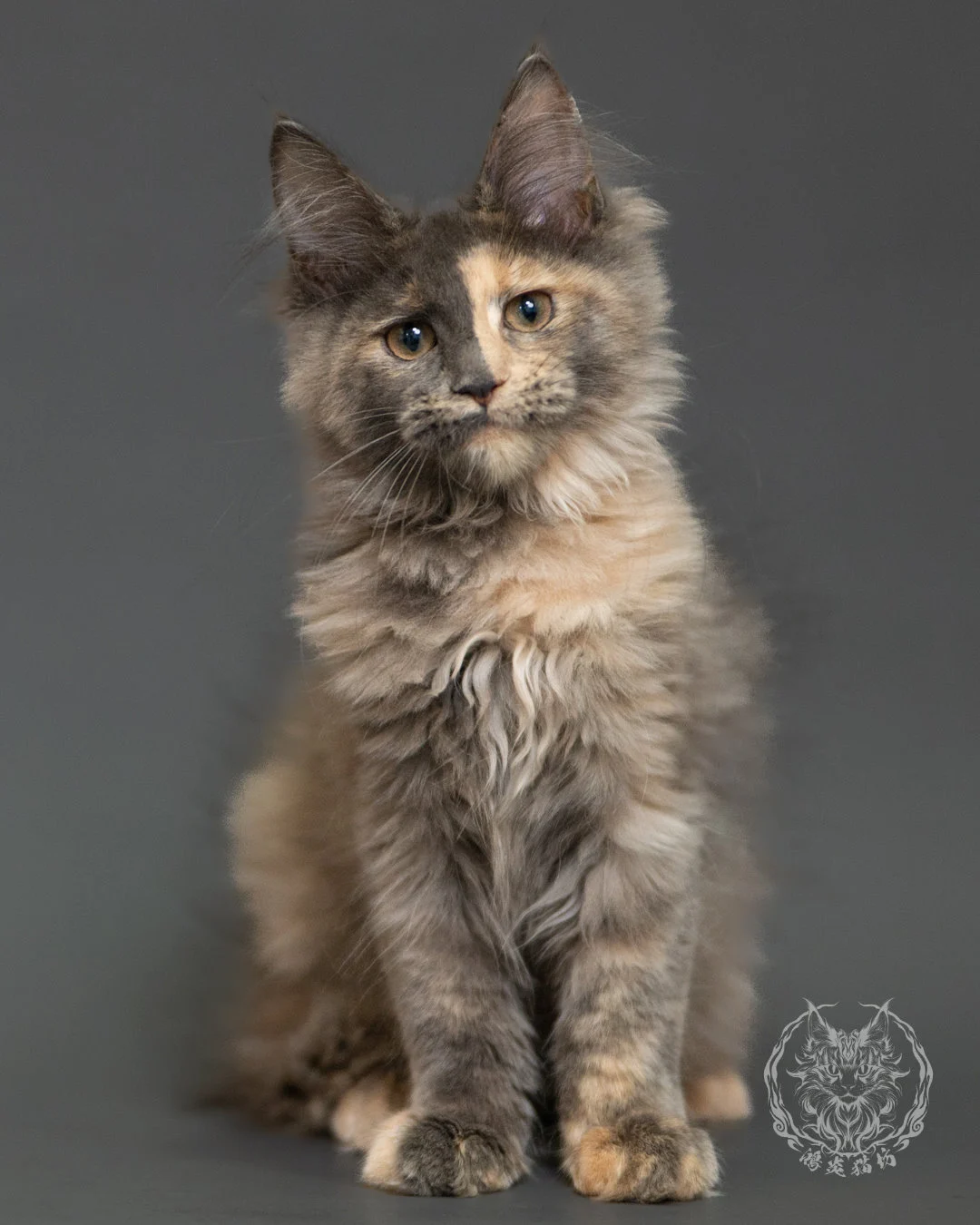 藍乳玳帽緬因貓 Blue Cream Tortie Maine Coon 3months Record 5