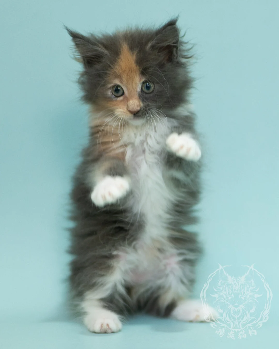 藍乳玳帽緬因貓 Blue Cream Tortie Maine Coon 2months Sidepose 3
