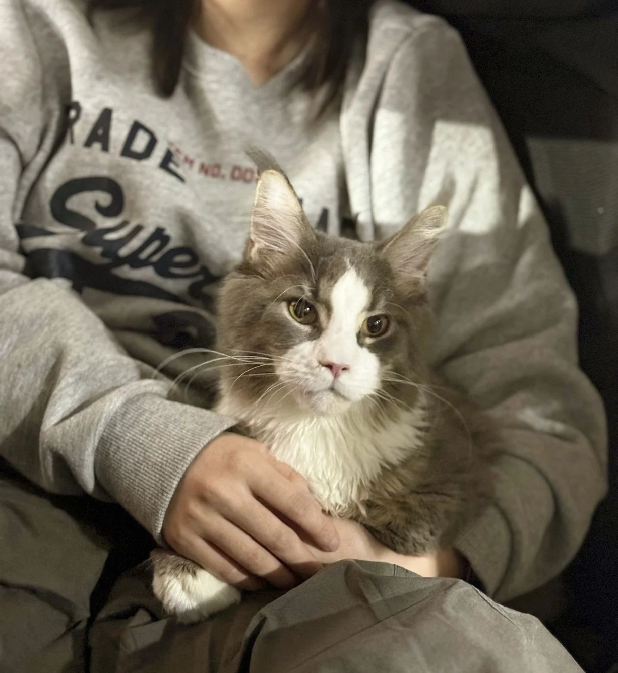 藍白賓士緬因貓