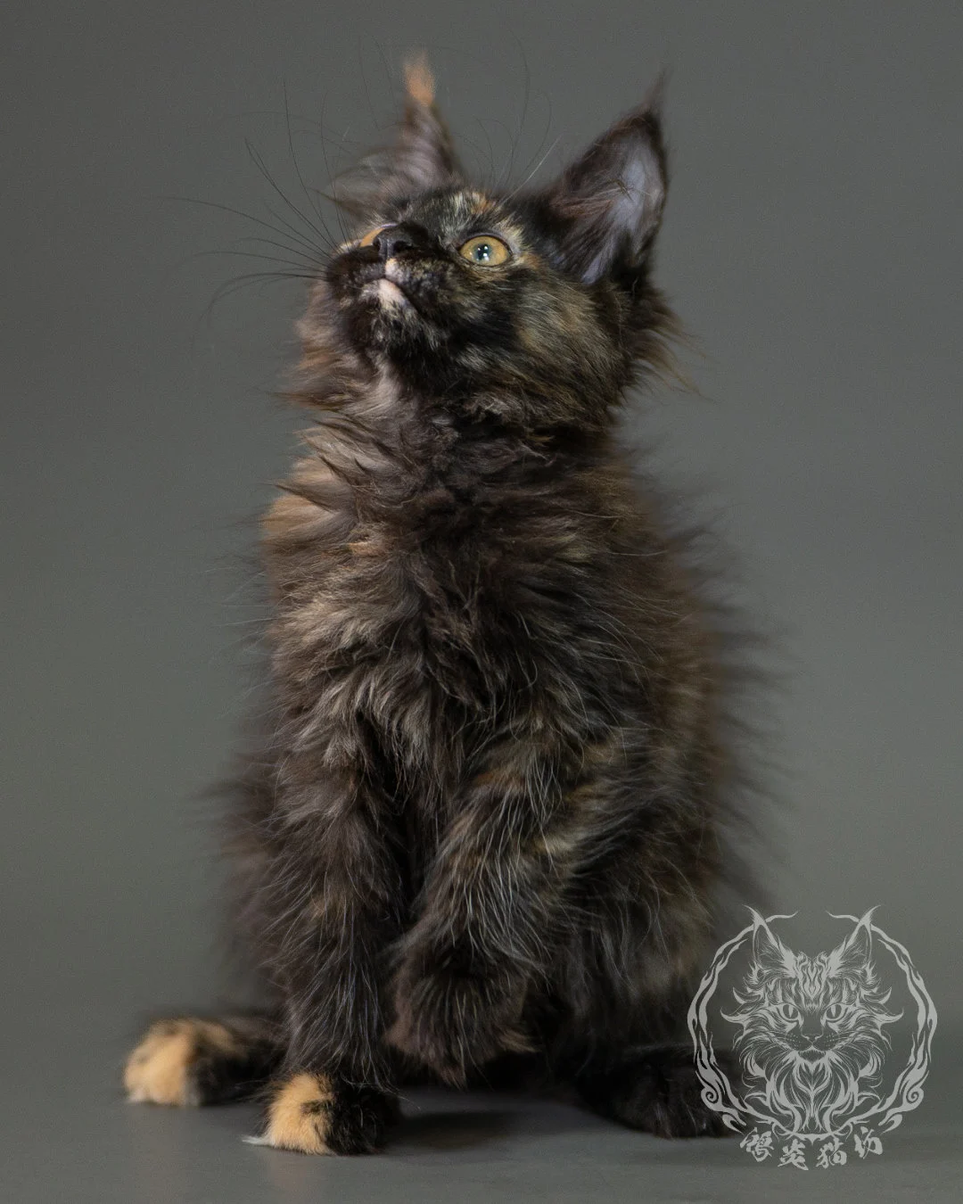 黑玳帽緬因貓 Black Tortoiseshell Maine Coon 2months Closeup 12