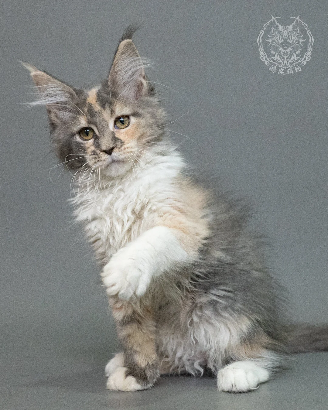 藍乳玳帽緬因貓 Blue Cream Tortie Maine Coon 3months Closeup 16