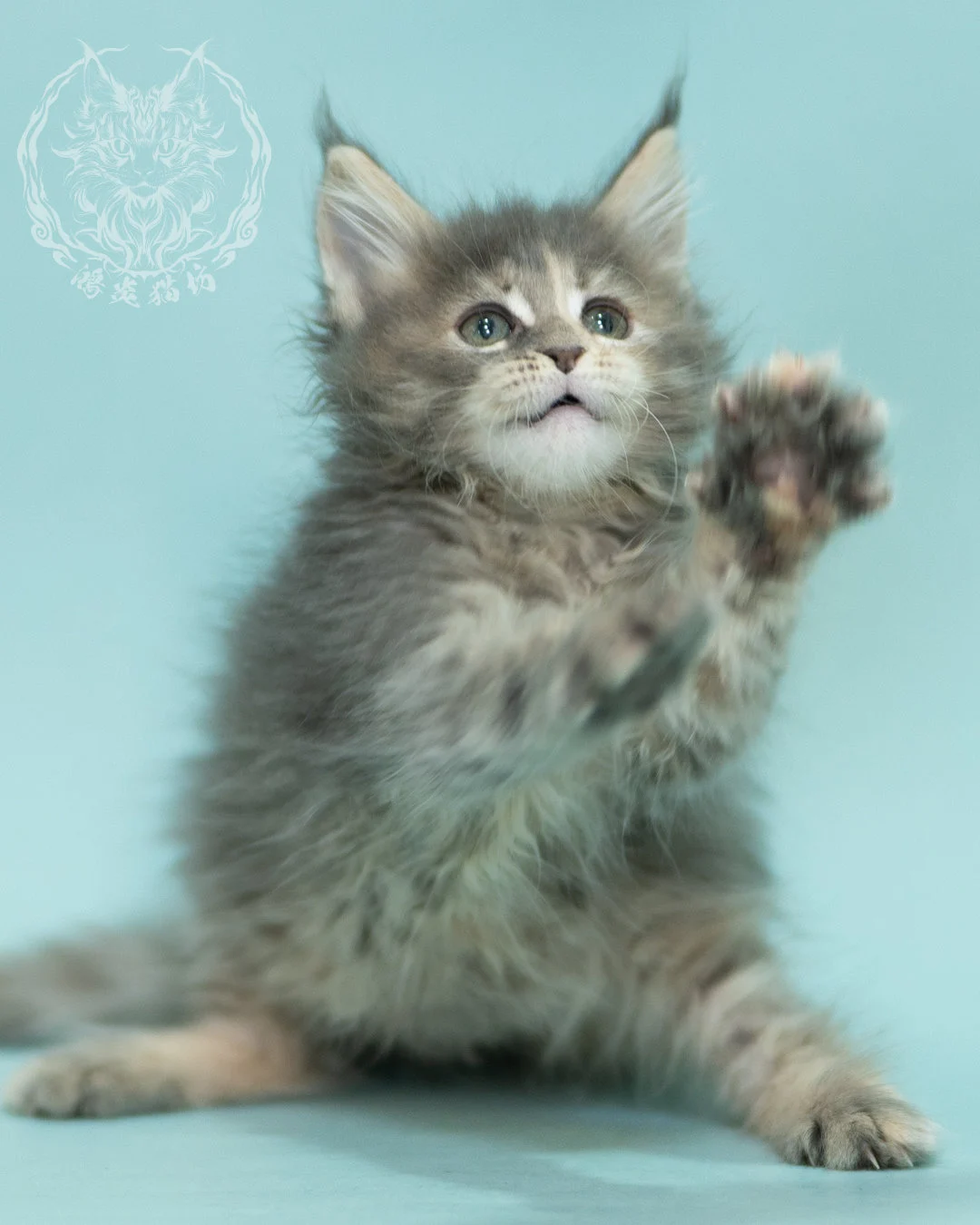 藍乳虎斑緬因貓 Blue Cream Tabby Maine Coon 2months Reachout 15