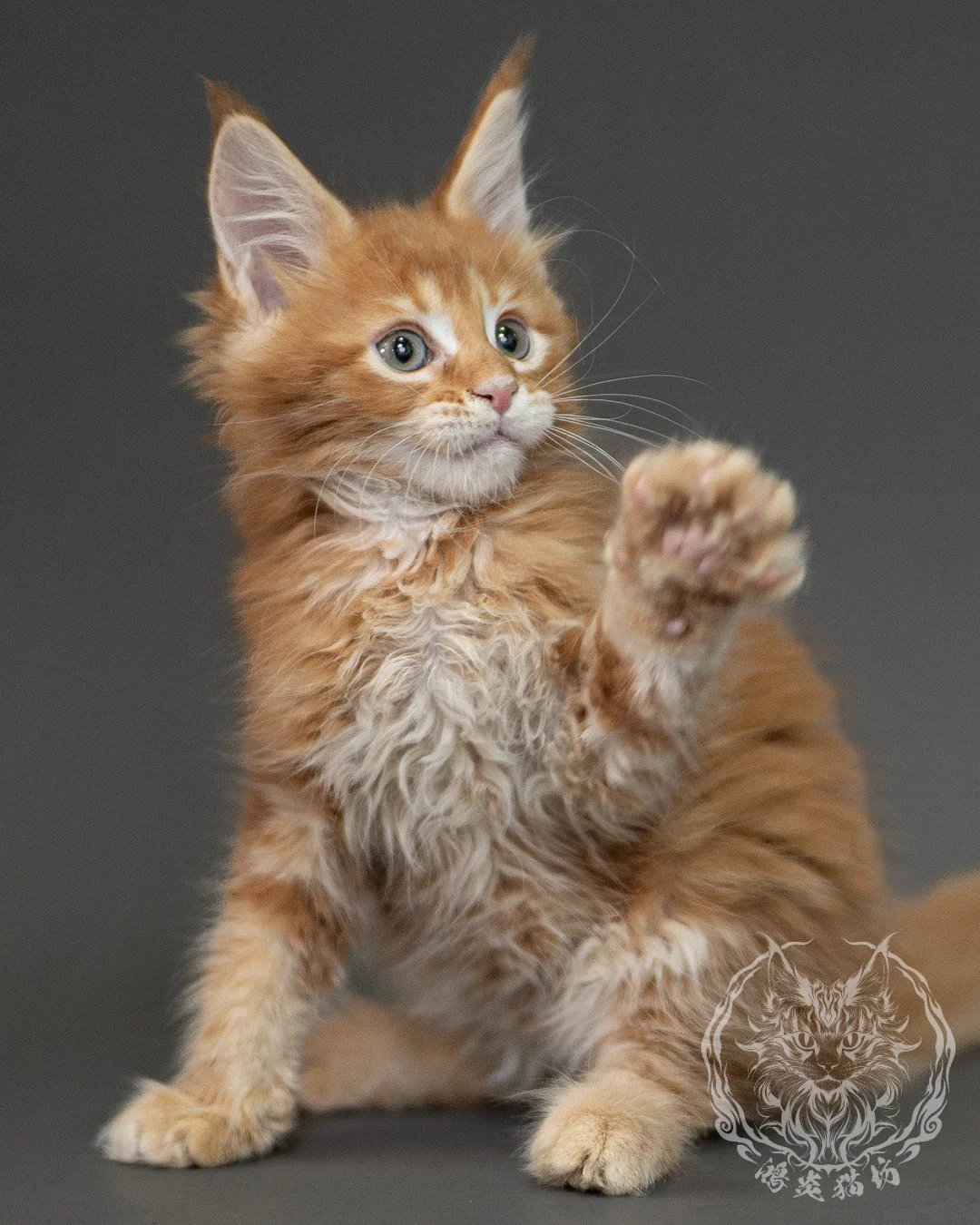 紅虎斑緬因貓 Red Tabby Maine Coon 2months Closeup 20
