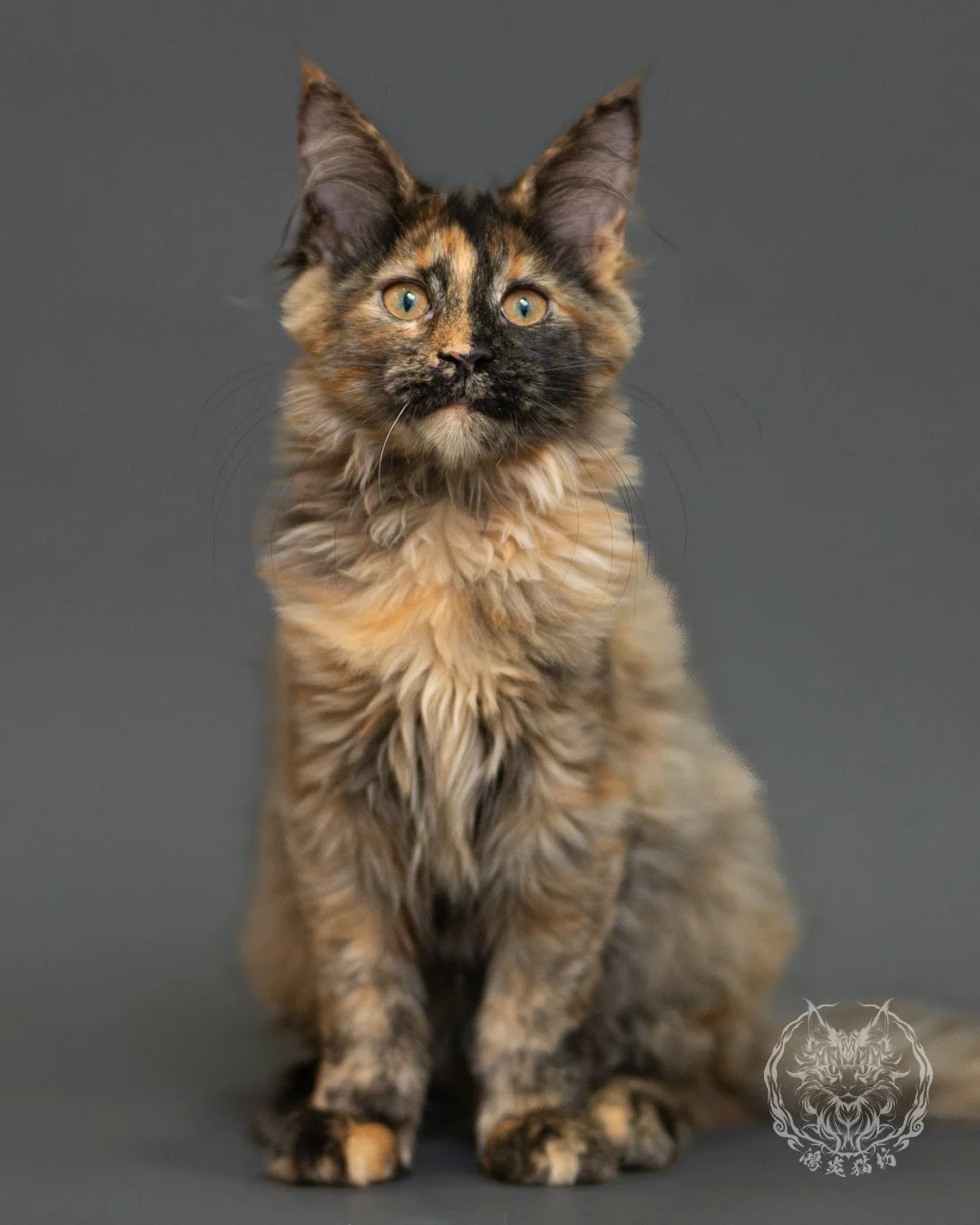黑煙玳帽緬因貓 Black Smoke Cream Tortie Maine Coon 3months Record 13