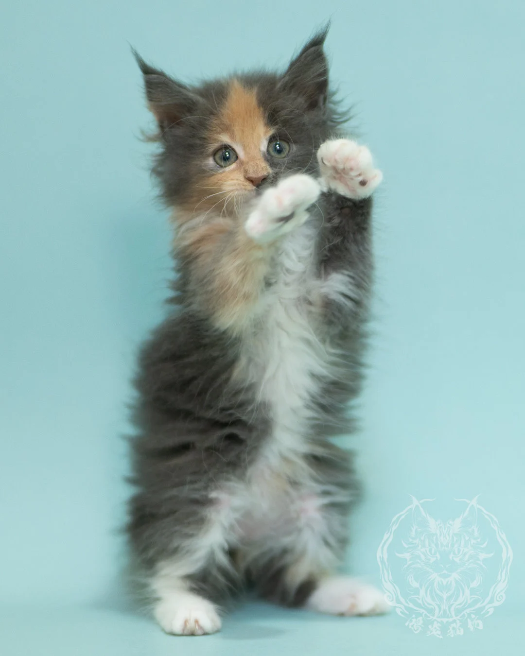 藍乳玳帽緬因貓 Blue Cream Tortie Maine Coon 2months Sidepose 2