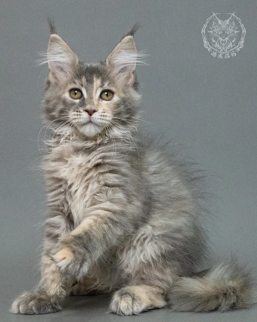 藍乳虎斑緬因貓 Blue Cream Tabby Maine Coon 3months Closeup 14