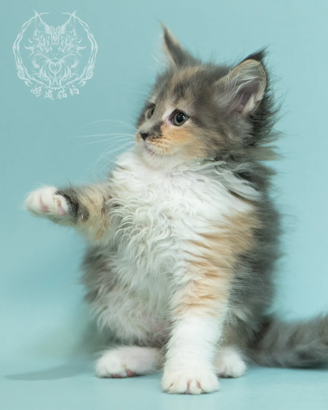 藍乳玳帽緬因貓 Blue Cream Tortie Maine Coon 2months Sidepose 4