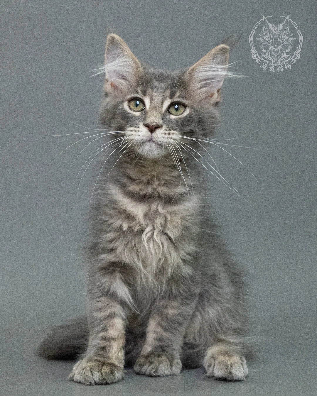 藍虎斑緬因貓 Blue Tabby Maine Coon 3months Closeup 11