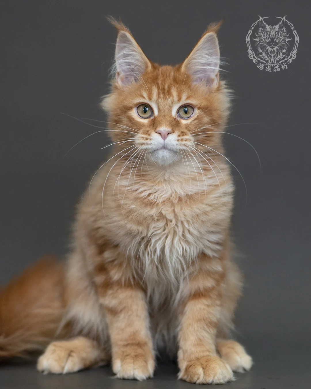 紅虎斑緬因貓 Red Tabby Maine Coon 4halfmonths Cattery Taichung 12