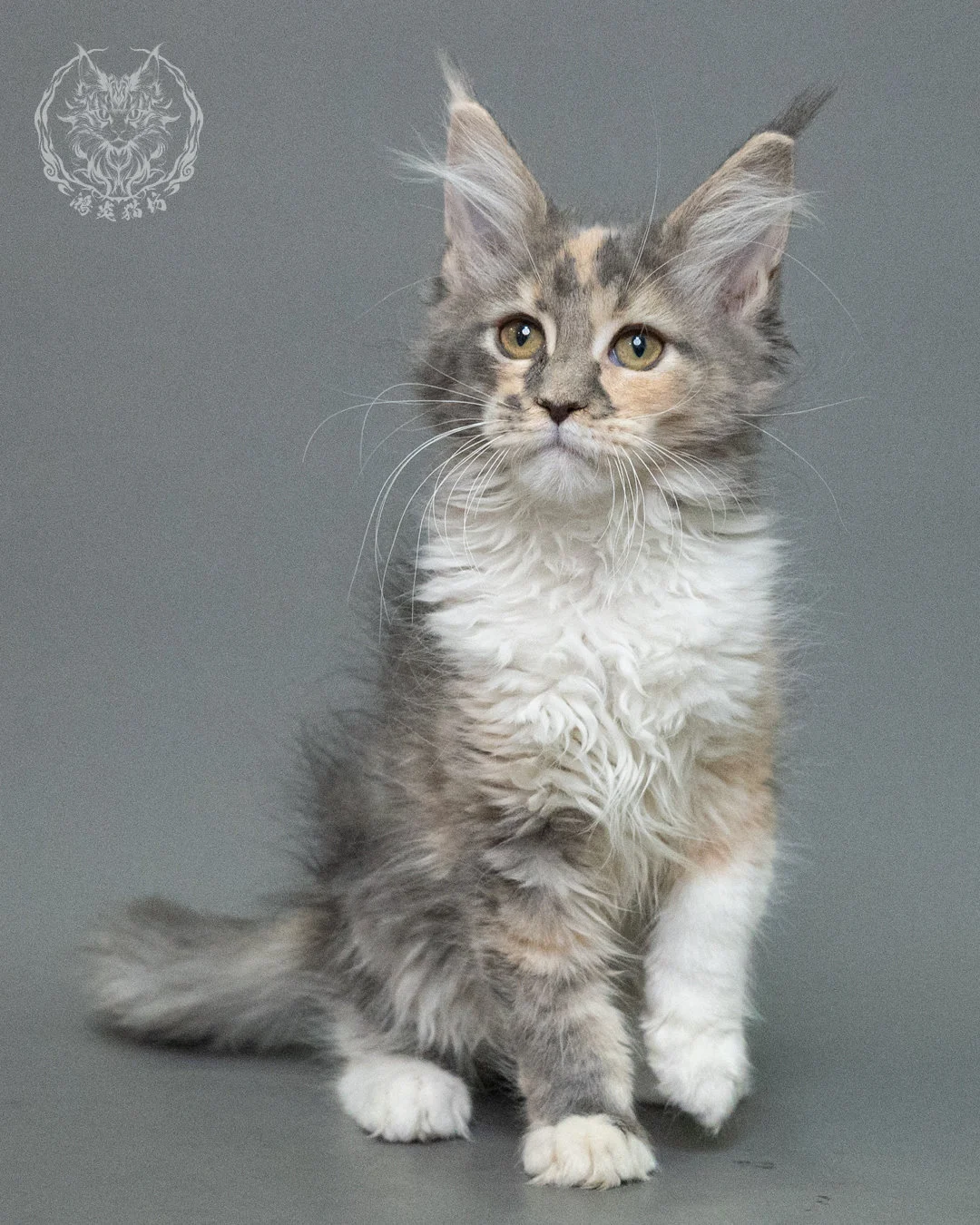 藍乳玳帽緬因貓 Blue Cream Tortie Maine Coon 3months Closeup 1