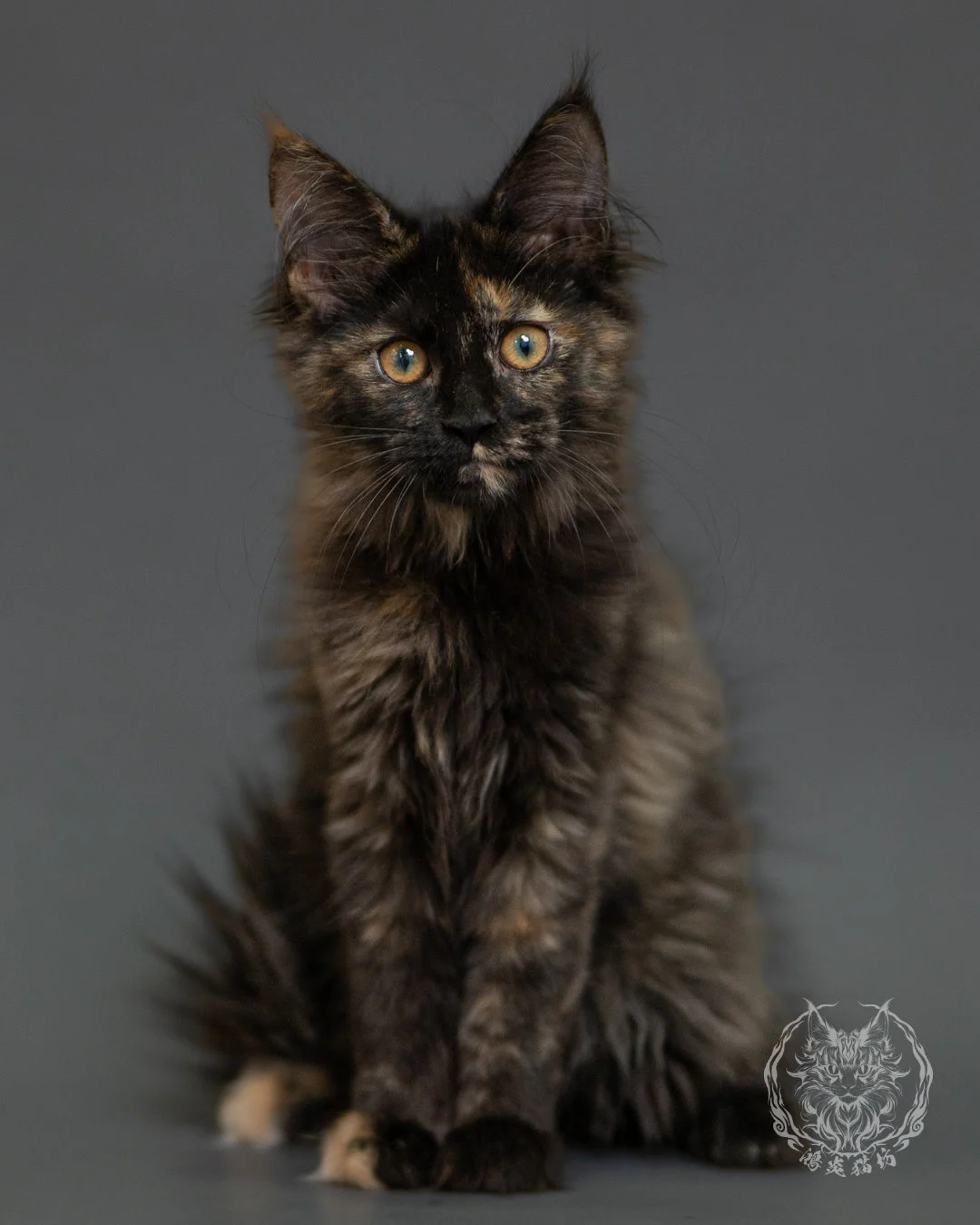 黑玳帽緬因貓 Tortoiseshell Maine Coon 3months Front 14