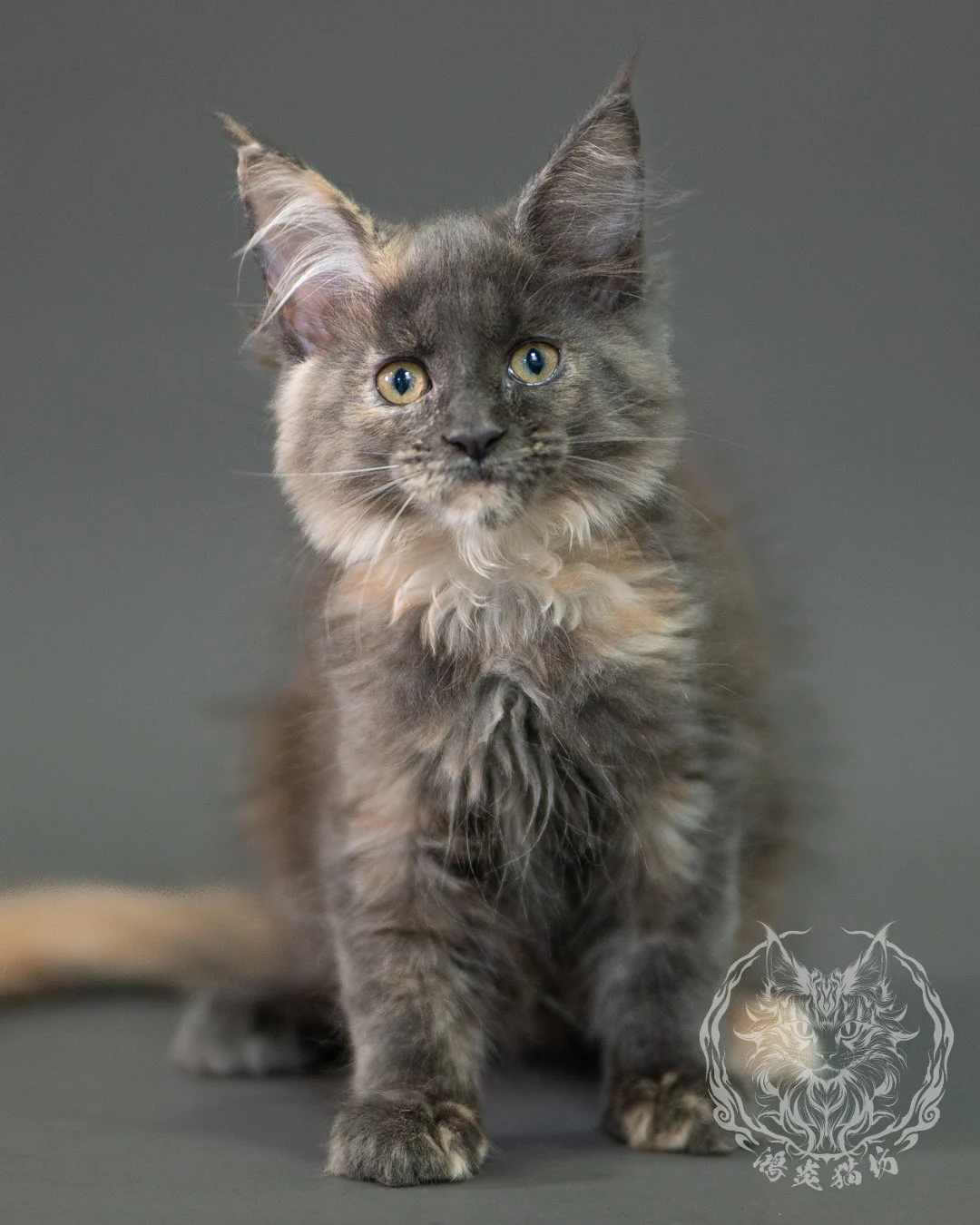 藍乳玳帽緬因貓 Blue Cream Calico Maine Coon 2months Closeup 5