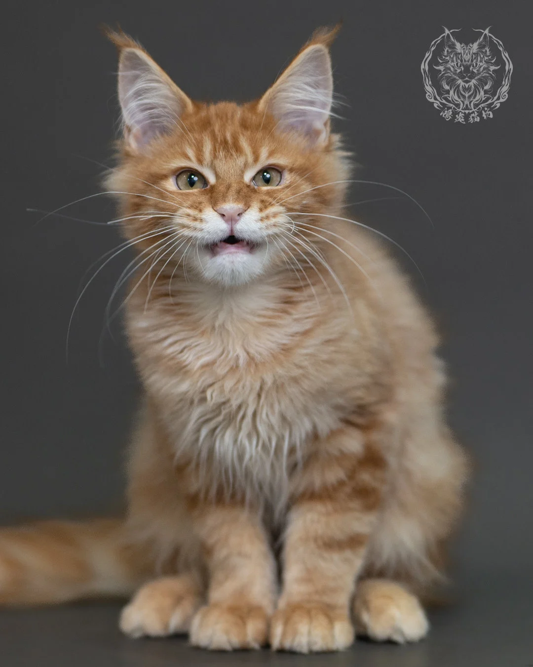 紅虎斑緬因貓 Red Tabby Maine Coon 4halfmonths Cattery Taichung 15
