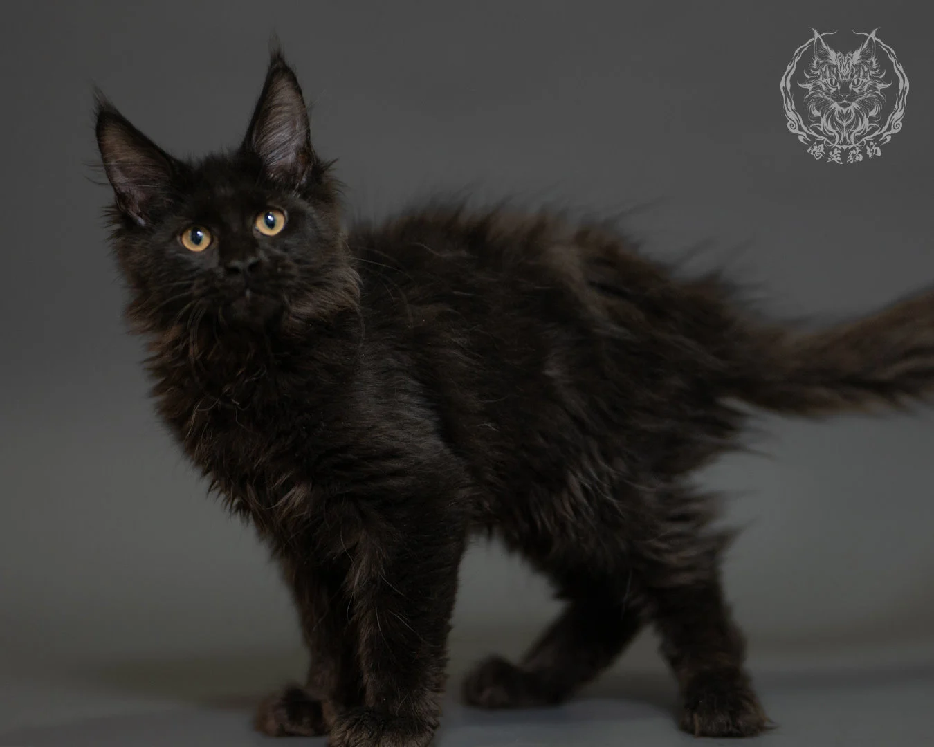 黑色緬因貓 Black Maine Coon 3months Record 4