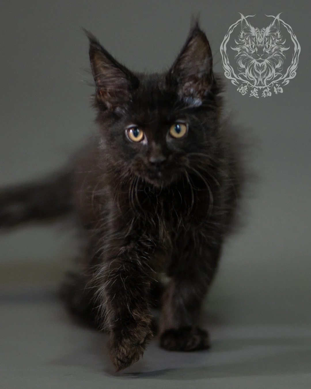 黑色緬因貓 Black Maine Coon 2months Closeup 9