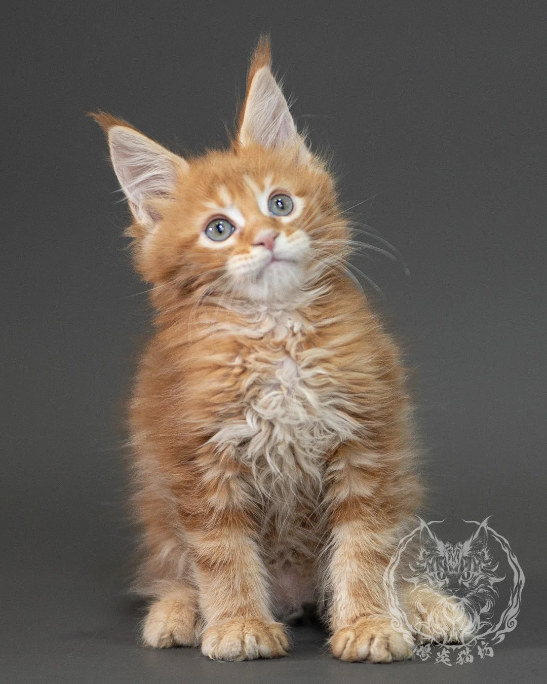紅虎斑緬因貓 Red Tabby Maine Coon 2months Closeup 6