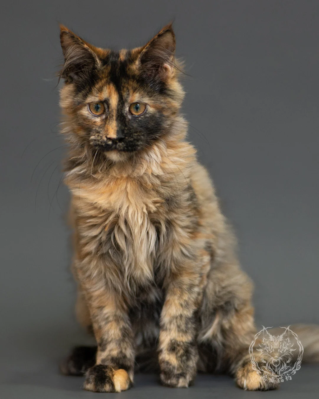 黑煙玳帽緬因貓 Black Smoke Cream Tortie Maine Coon 3months Record 12