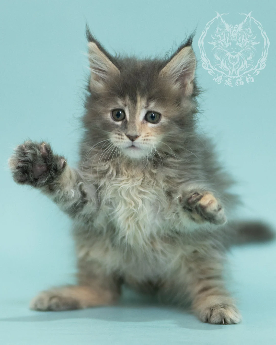 藍乳虎斑緬因貓 Blue Cream Tabby Maine Coon 2months Reachout 8