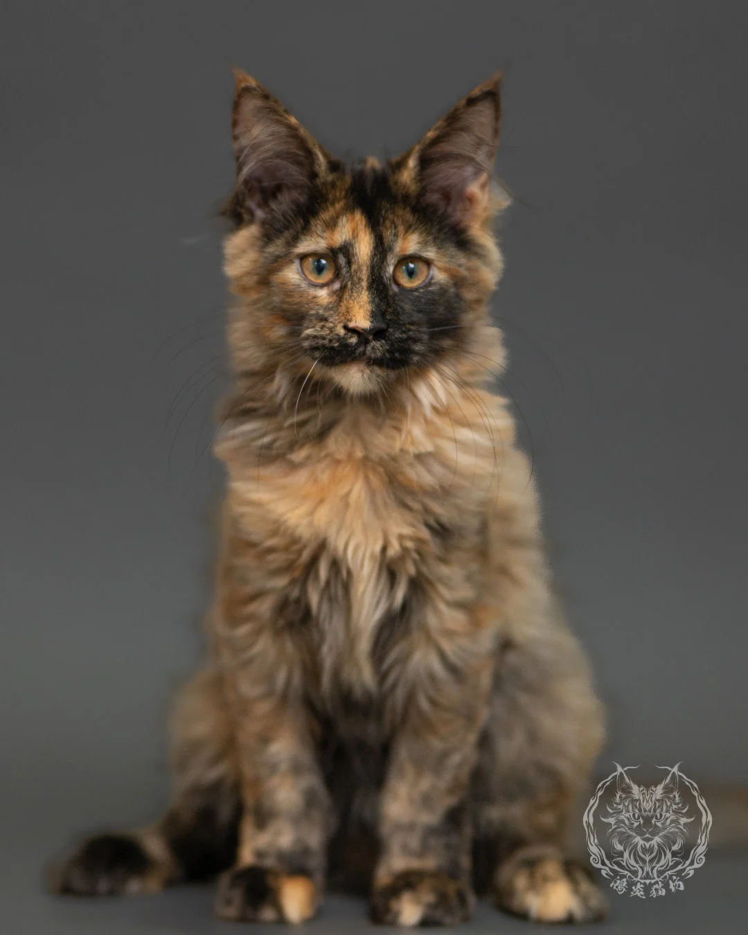 黑煙玳帽緬因貓 Black Smoke Cream Tortie Maine Coon 3months Record 10