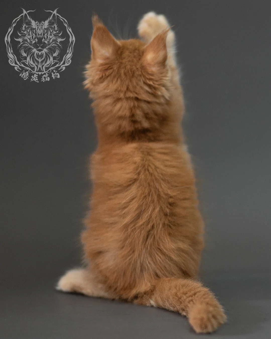 紅虎斑緬因貓 Red Tabby Maine Coon 2months Closeup 18