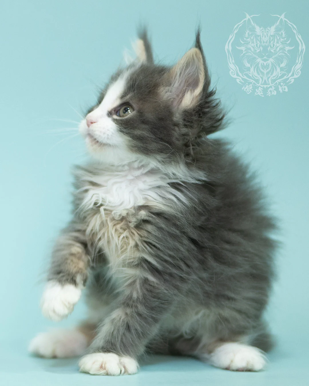 藍白賓士緬因貓 Blue Tabby Bicolor Maine Coon 2months Closeup 13