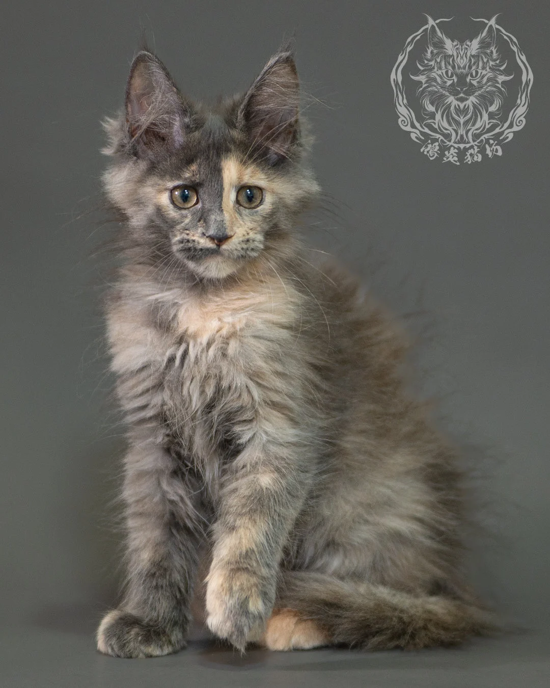 藍乳玳帽緬因貓 Blue Cream Calico Maine Coon 2months Closeup 5