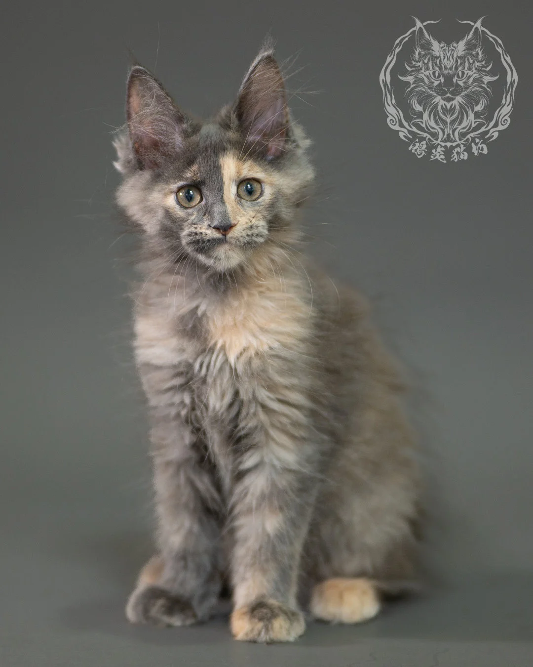 藍乳玳帽緬因貓 Blue Cream Calico Maine Coon 2months Closeup 1
