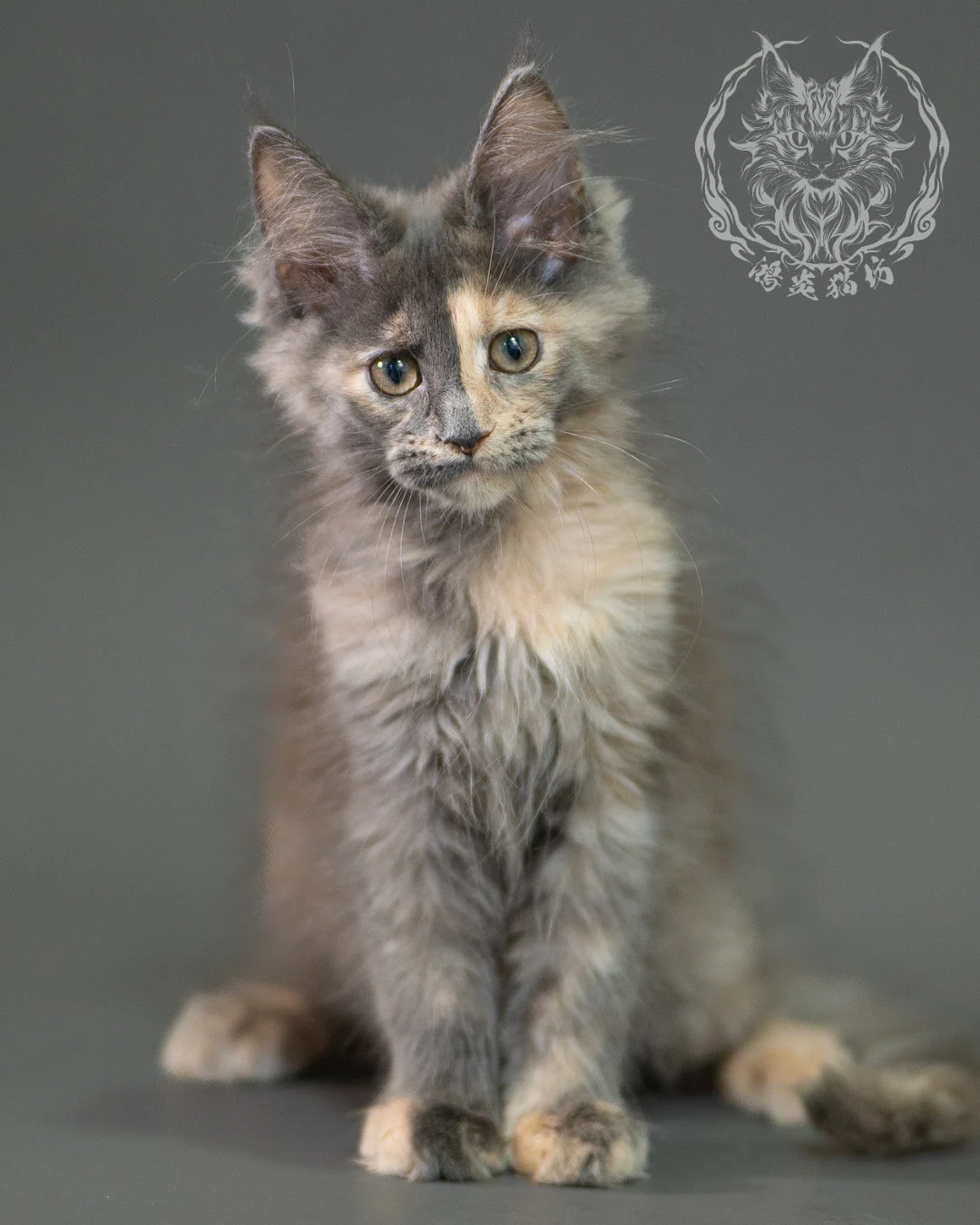 藍乳玳帽緬因貓 Blue Cream Calico Maine Coon 2months Closeup 11