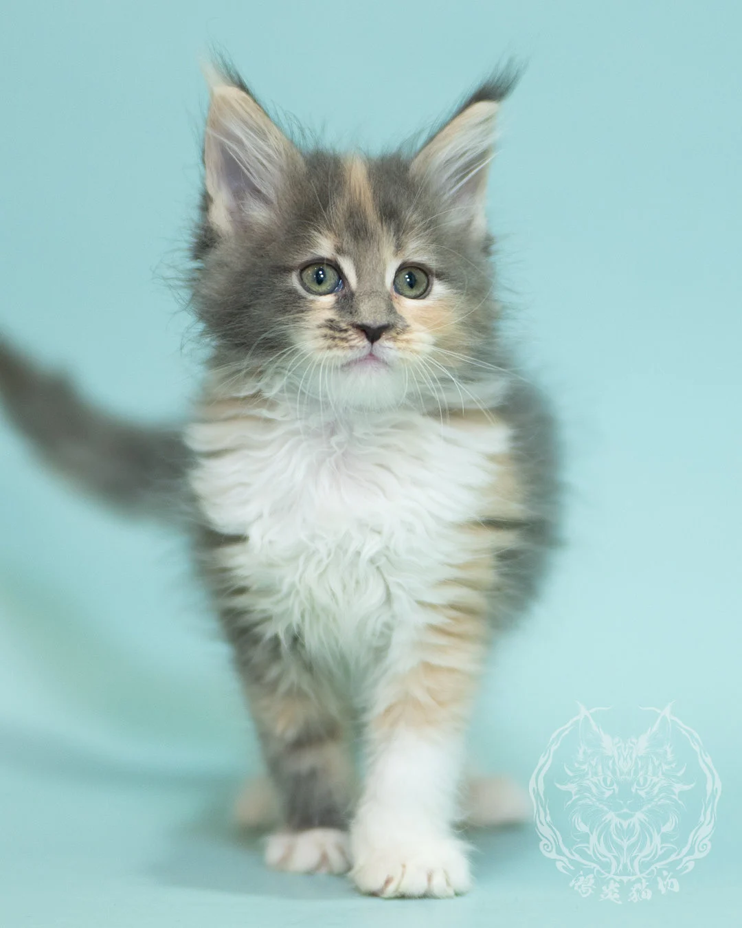藍乳玳帽緬因貓 Blue Cream Tortie Maine Coon 2months Sidepose 12
