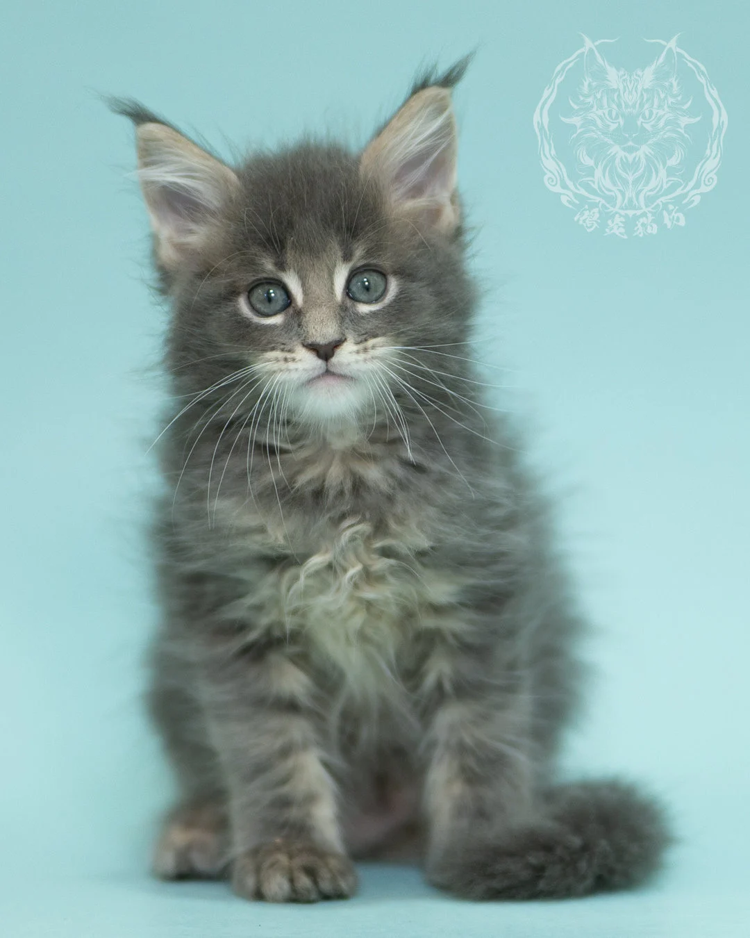藍虎斑緬因貓 Blue Tabby Maine Coon 2months Sideview 3
