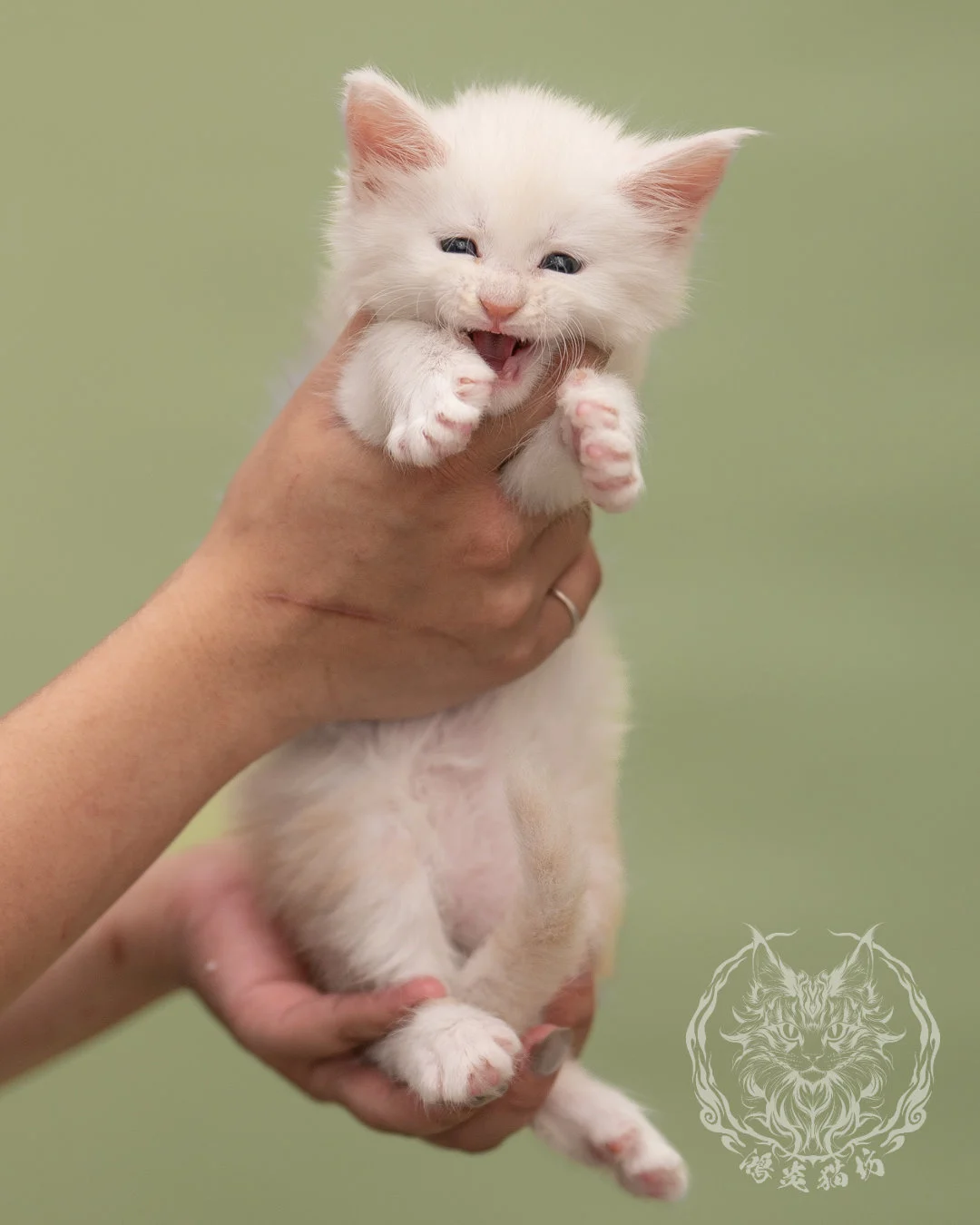 紅陰影緬因貓 Red Shaded Maine Coon 4weeks Closeup 6