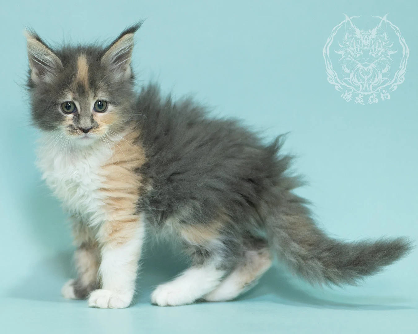 藍乳玳帽緬因貓 Blue Cream Tortie Maine Coon 2months Sidepose 15