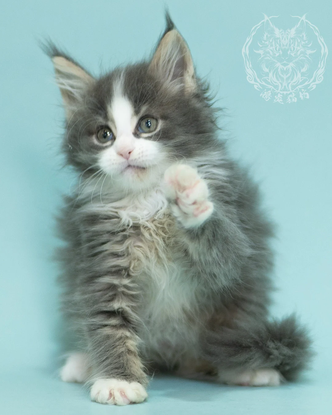 藍白賓士緬因貓 Blue Tabby Bicolor Maine Coon 2months Closeup 8