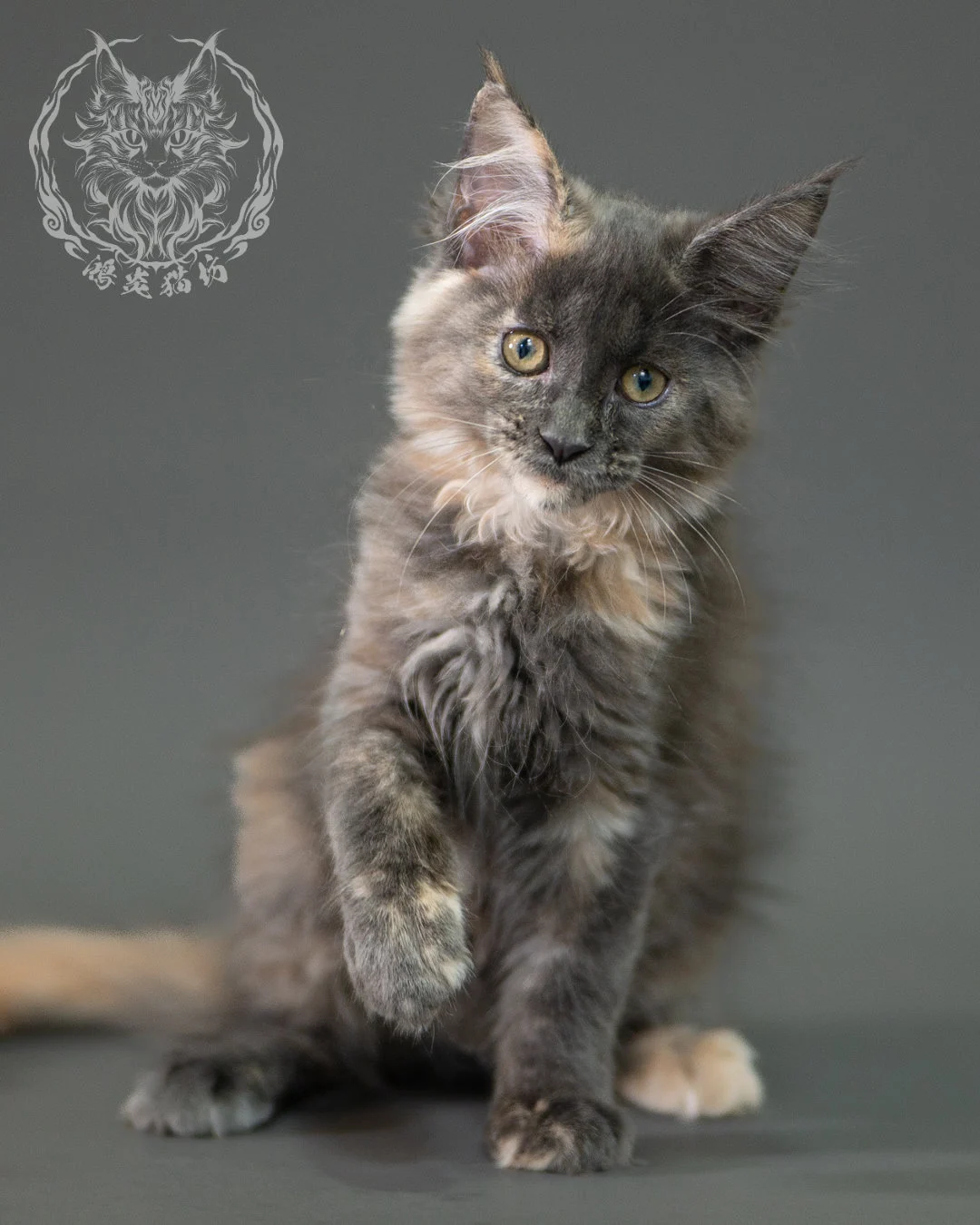 藍乳玳帽緬因貓 Blue Cream Calico Maine Coon 2months Closeup 11