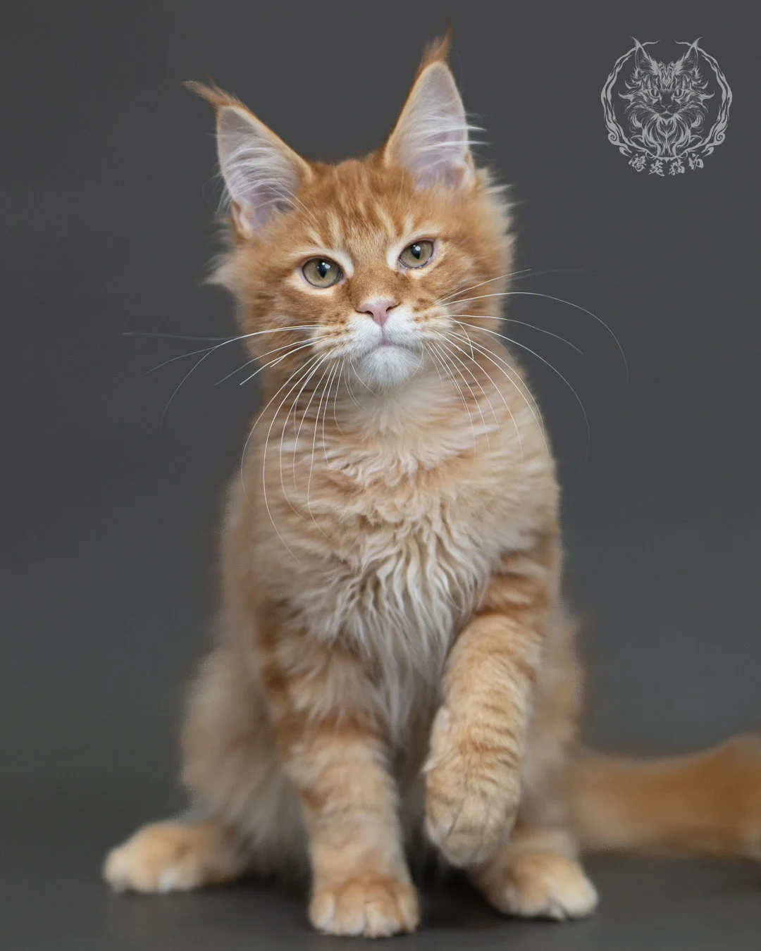 紅虎斑緬因貓 Red Tabby Maine Coon 4halfmonths Cattery Taichung 6