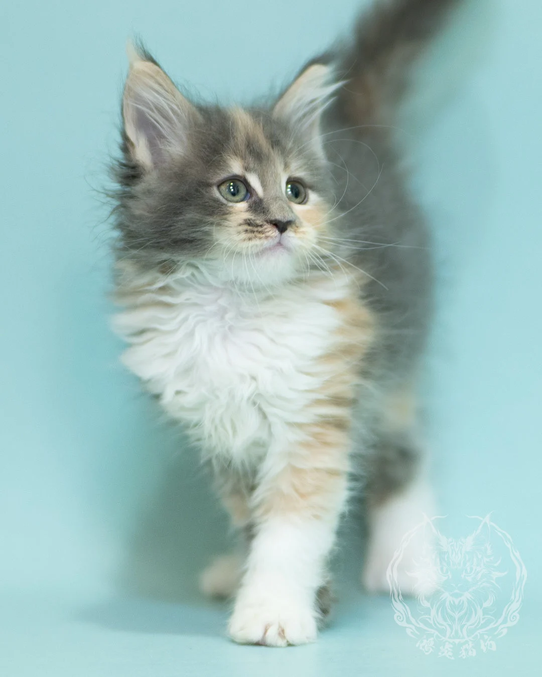 藍乳玳帽緬因貓 Blue Cream Tortie Maine Coon 2months Sidepose 7