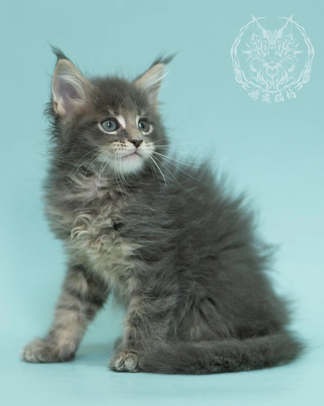 藍虎斑緬因貓 Blue Tabby Maine Coon 2months Sideview 4