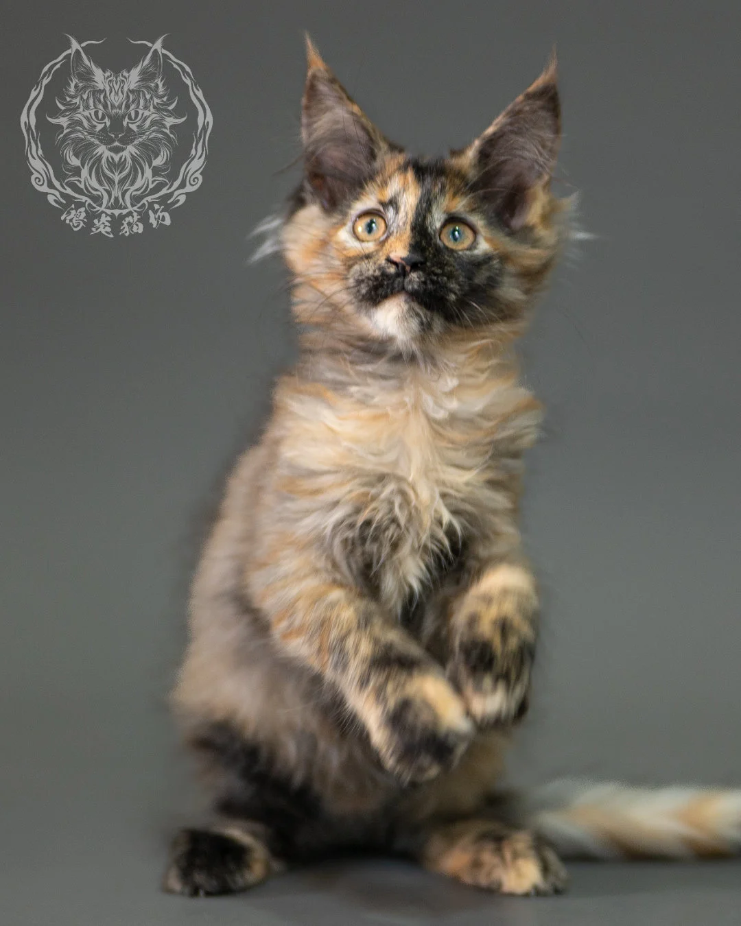 黑煙玳帽緬因貓 Black Smoke Tortie Maine Coon 2months Closeup 6