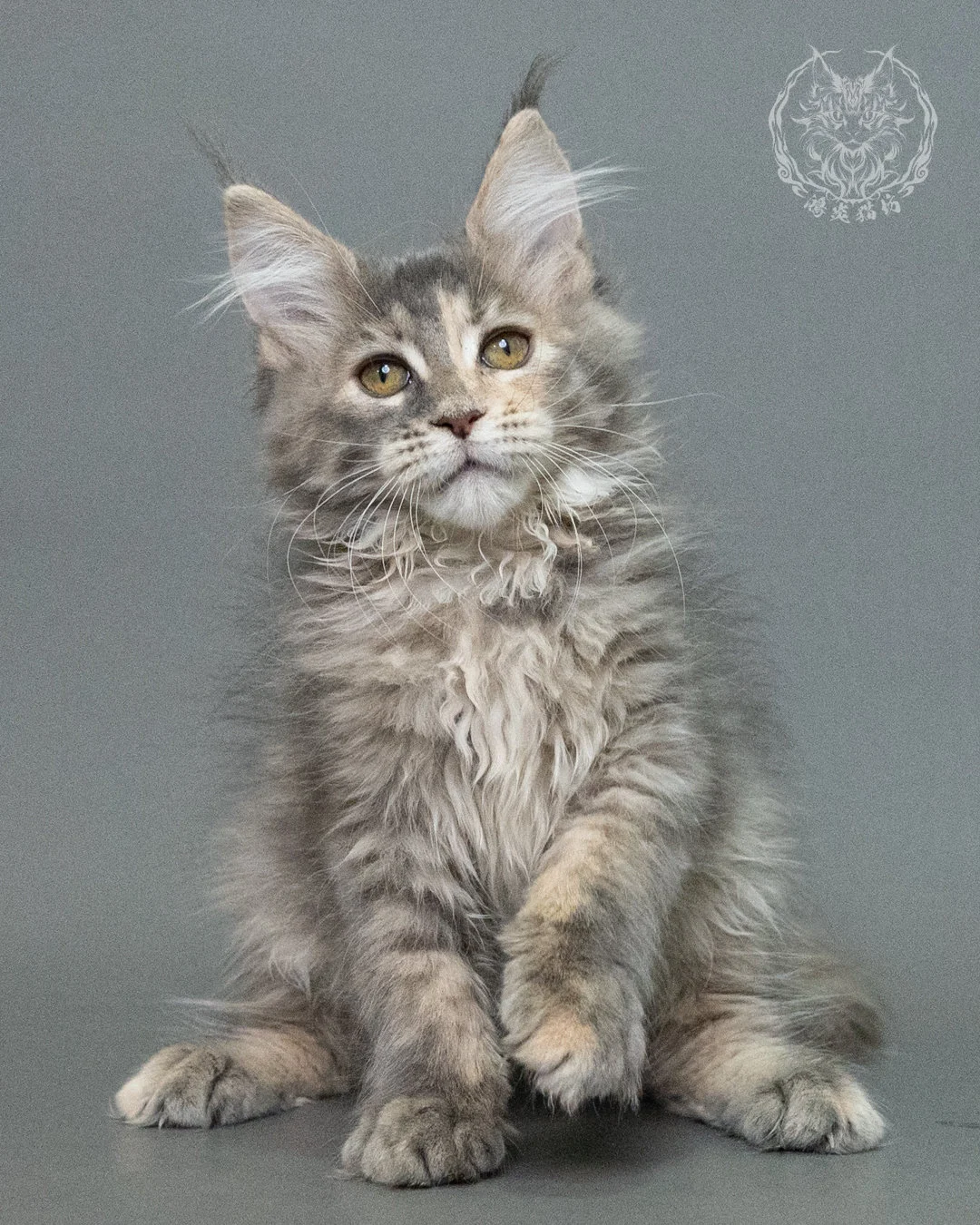 藍乳虎斑緬因貓 Blue Cream Tabby Maine Coon 3months Closeup 7